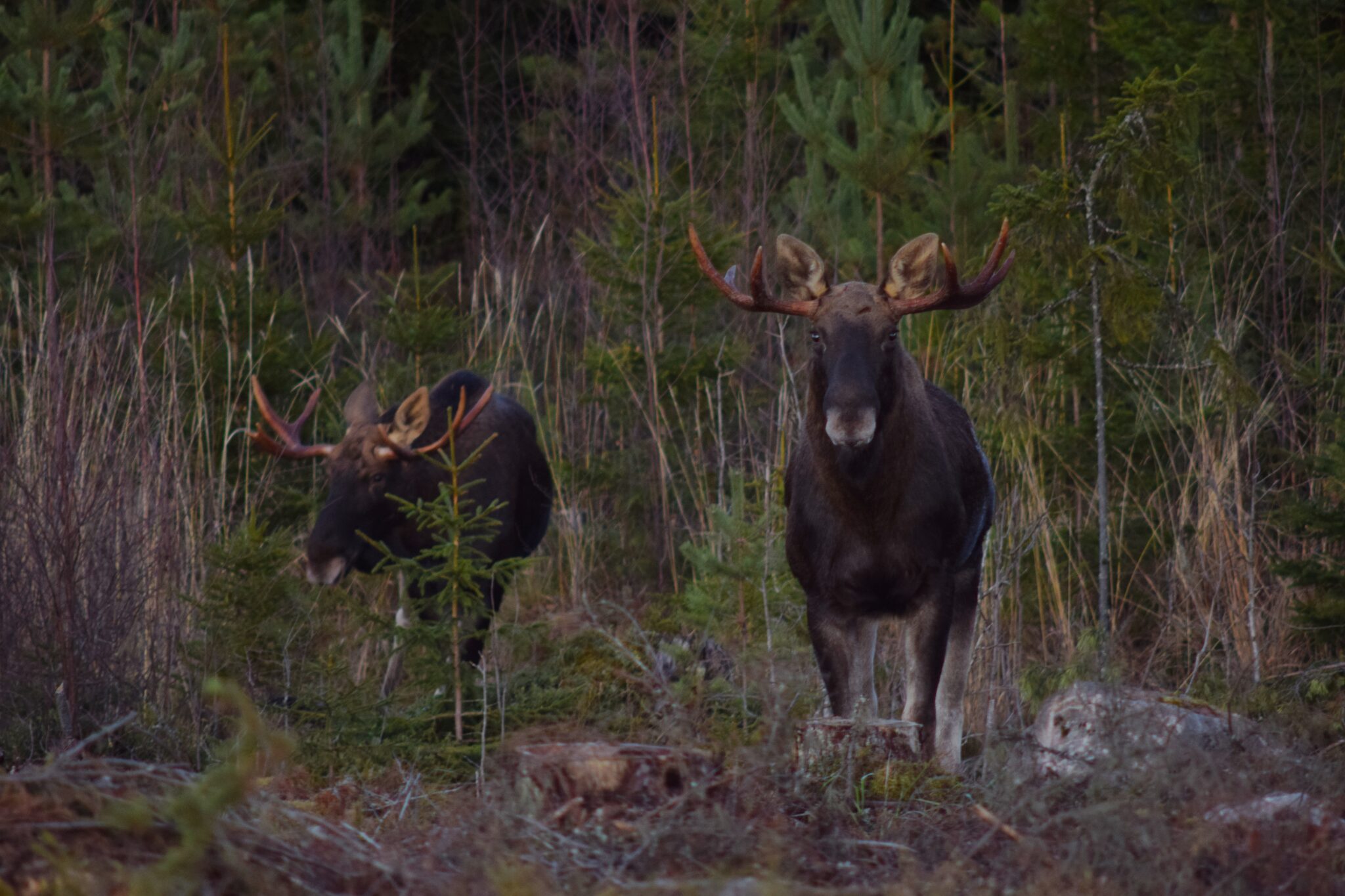 Hirviä metsässä