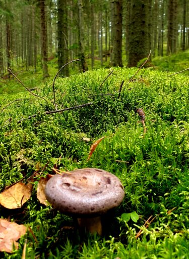 Syksyllä kannattaa mennä sienimetsään. Sammalmättäiden vihreät sävyt luovat satumaista tunnelmaa kuusimetsään, josta sienestäjä löytää vaikkapa haaparouskuja.